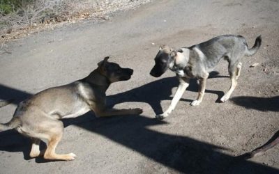 Caring Grand Junction Colorado People Save The Day for These Pups