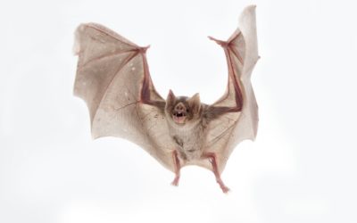 Lake County Man Dies From First Case Of Rabies In Illinois Since 1954, After Waking Up With Bat On Neck – CBS Chicago