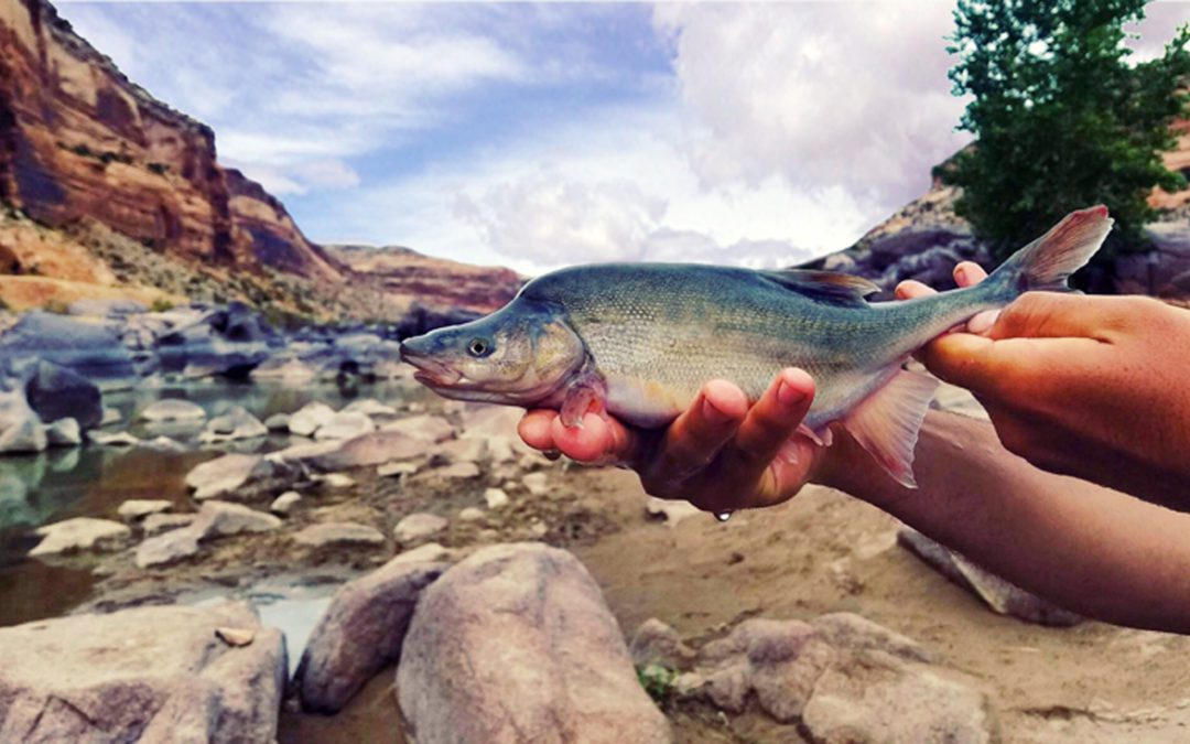 Environmentalists Oppose Reclassification of Rare Colorado River Fish Due to Drought