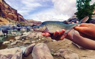 Environmentalists Oppose Reclassification of Rare Colorado River Fish Due to Drought