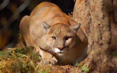 Mountain Lion Urine Sprinkled on Colorado Peak to Protect Goats From Humans