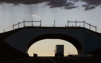 Colorado doubles down on protecting big game animals in new report