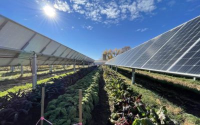 This Colorado ‘solar garden’ is literally a farm under solar panels