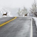 Another problem with daylight saving time: The time change raises your risk of hitting deer on the road | OutThere Colorado