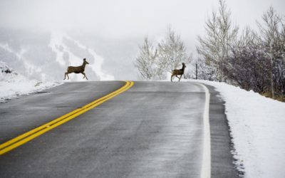 Another problem with daylight saving time: The time change raises your risk of hitting deer on the road | OutThere Colorado