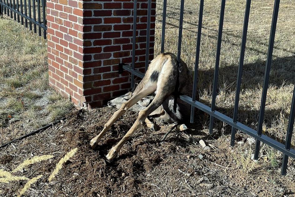 Twisted and trapped deer shows how fencing can kill in Colorado | OutThere Colorado