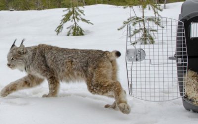 Canada lynx to keep species protections under legal deal | OutThere Colorado