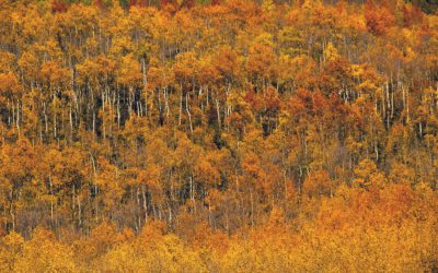 Autumn Trees, Million Dollar Highway, Colorado, USA