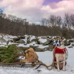 Cut your own Christmas tree in Colorado’s lovely forests