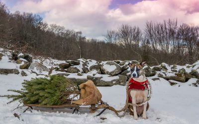 Cut your own Christmas tree in Colorado’s lovely forests