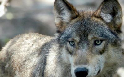 Colorado confirms first wolf kill in decades