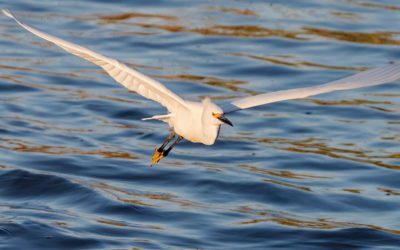 The State of the Colorado River Going into 2022