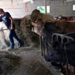 Maine Voices: We must invest in New England dairy for our collective future - Portland Press Herald