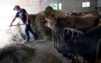 Maine Voices: We must invest in New England dairy for our collective future – Portland Press Herald