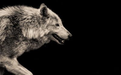 Wolf kills dog in Colorado weeks after first livestock kill in decades | OutThere Colorado