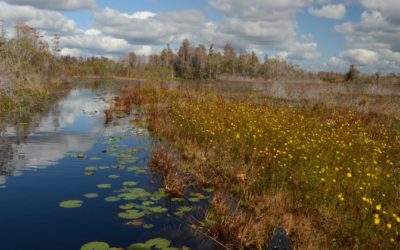 Pending Mine Proposal Threatens Georgia’s Okefenokee Swamp | Theodore Roosevelt Conservation Partnership
