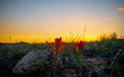 Tarryall Reservoir, Colorado, USA