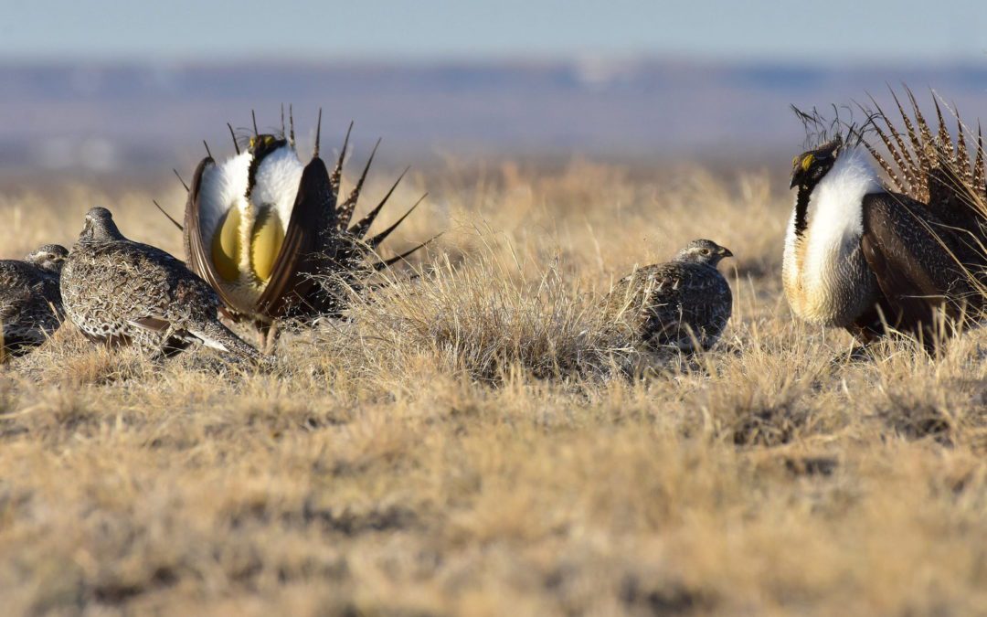 House Committee Advances the Recovering America’s Wildlife Act | Theodore Roosevelt Conservation Partnership