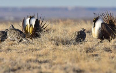 House Committee Advances the Recovering America’s Wildlife Act | Theodore Roosevelt Conservation Partnership