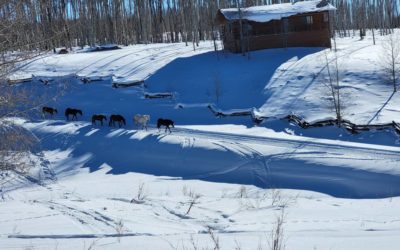 It took volunteers 8 days to wrangle 6 abandoned horses from Colorado’s rugged backcountry near Dolores