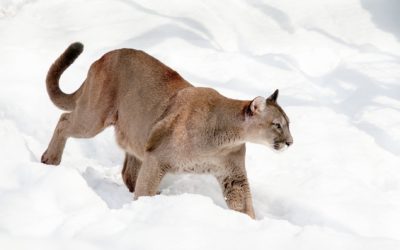 Anti-Hunting Organizations Target Big Cat Hunting in CO | Field & Stream