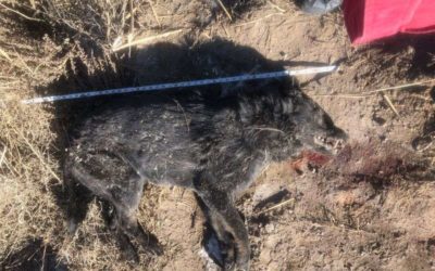 Utah Hunters Say They Found a Dead Wolf. Officials Say It’s a Hybrid | Outdoor Life