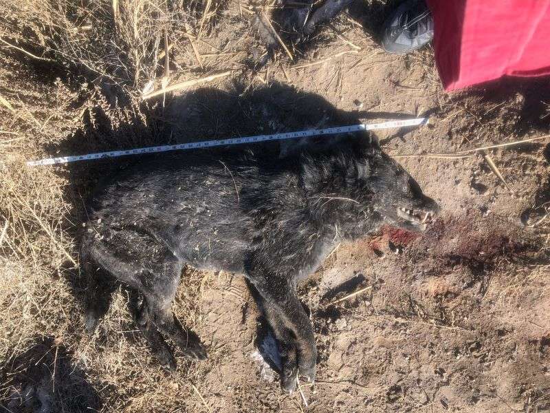 Utah Hunters Say They Found a Dead Wolf. Officials Say It’s a Hybrid | Outdoor Life
