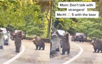 Baby Bear Was Caught Giving HIGH-FIVE To A Driver Stuck In Traffic