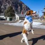 This Colorado dog walks like a person, and the world has taken notice