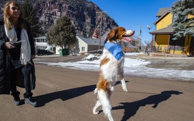This Colorado dog walks like a person, and the world has taken notice