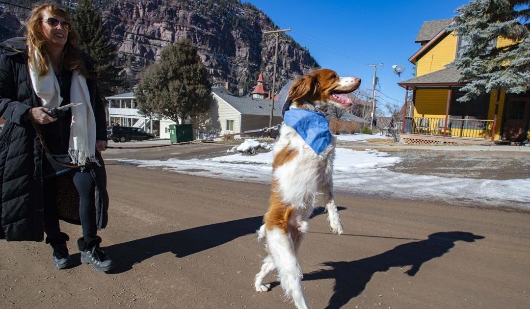 This Colorado dog walks like a person, and the world has taken notice | OutThere Colorado