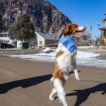 This Colorado dog walks like a person, and the world has taken notice | OutThere Colorado