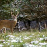 michigan_dnr-scaled.jpg