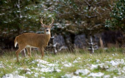 Last Season Hunters Harvested the Most Bucks in 21 Years | Outdoor Life